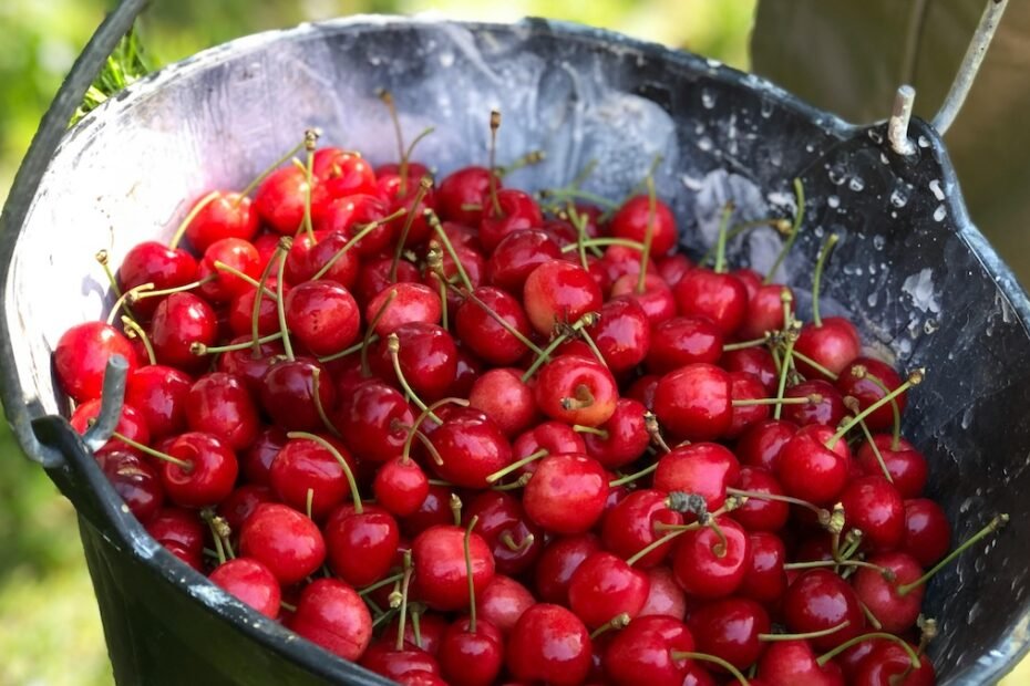 Cherry picking o falacia de evidencia incompleta