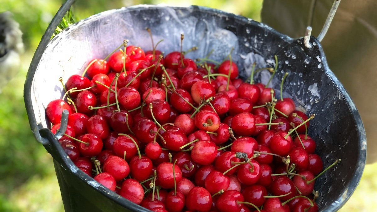 Cherry picking o falacia de evidencia incompleta